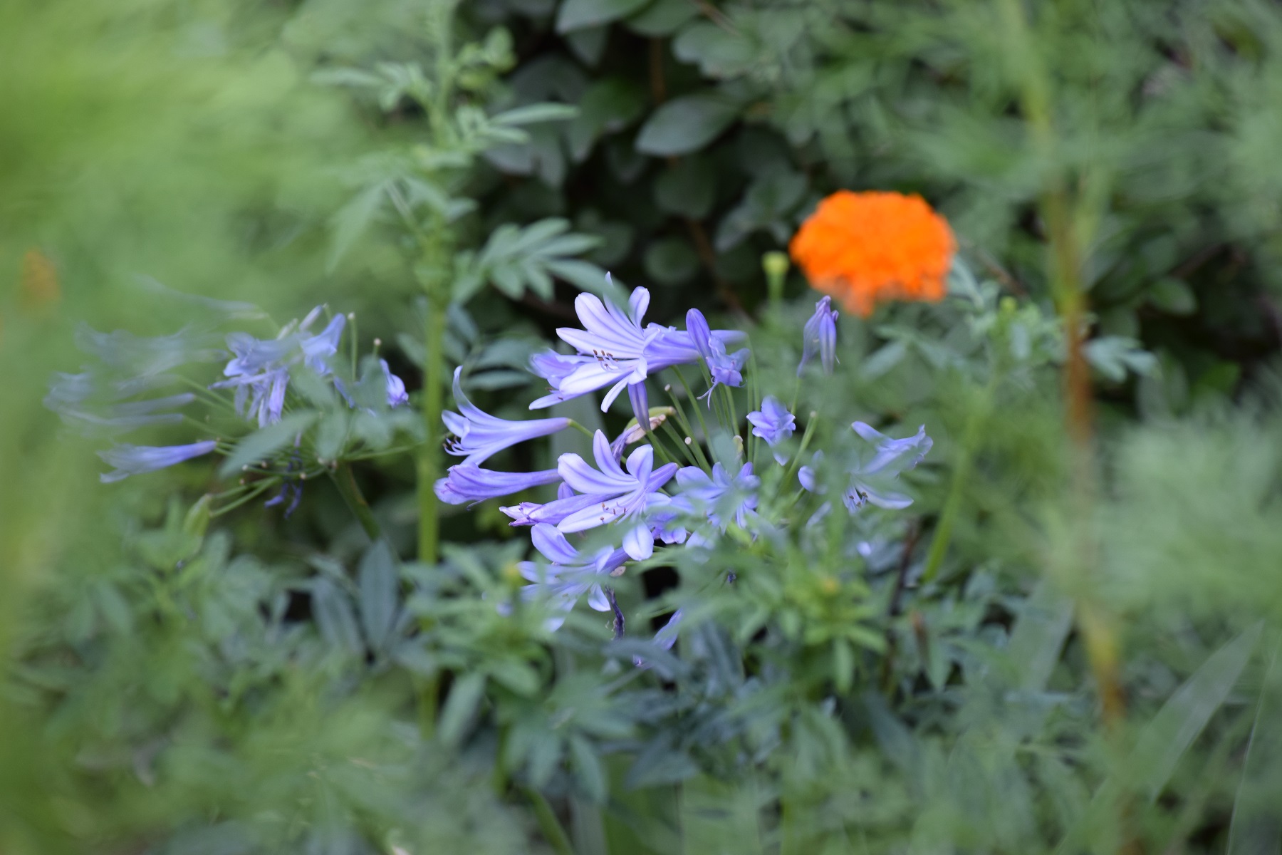 dsc_0551.JPG