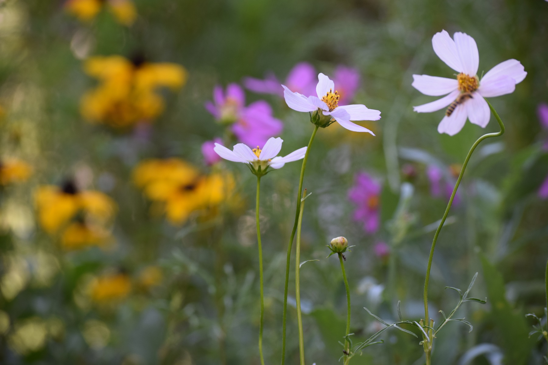 dsc_0553.JPG
