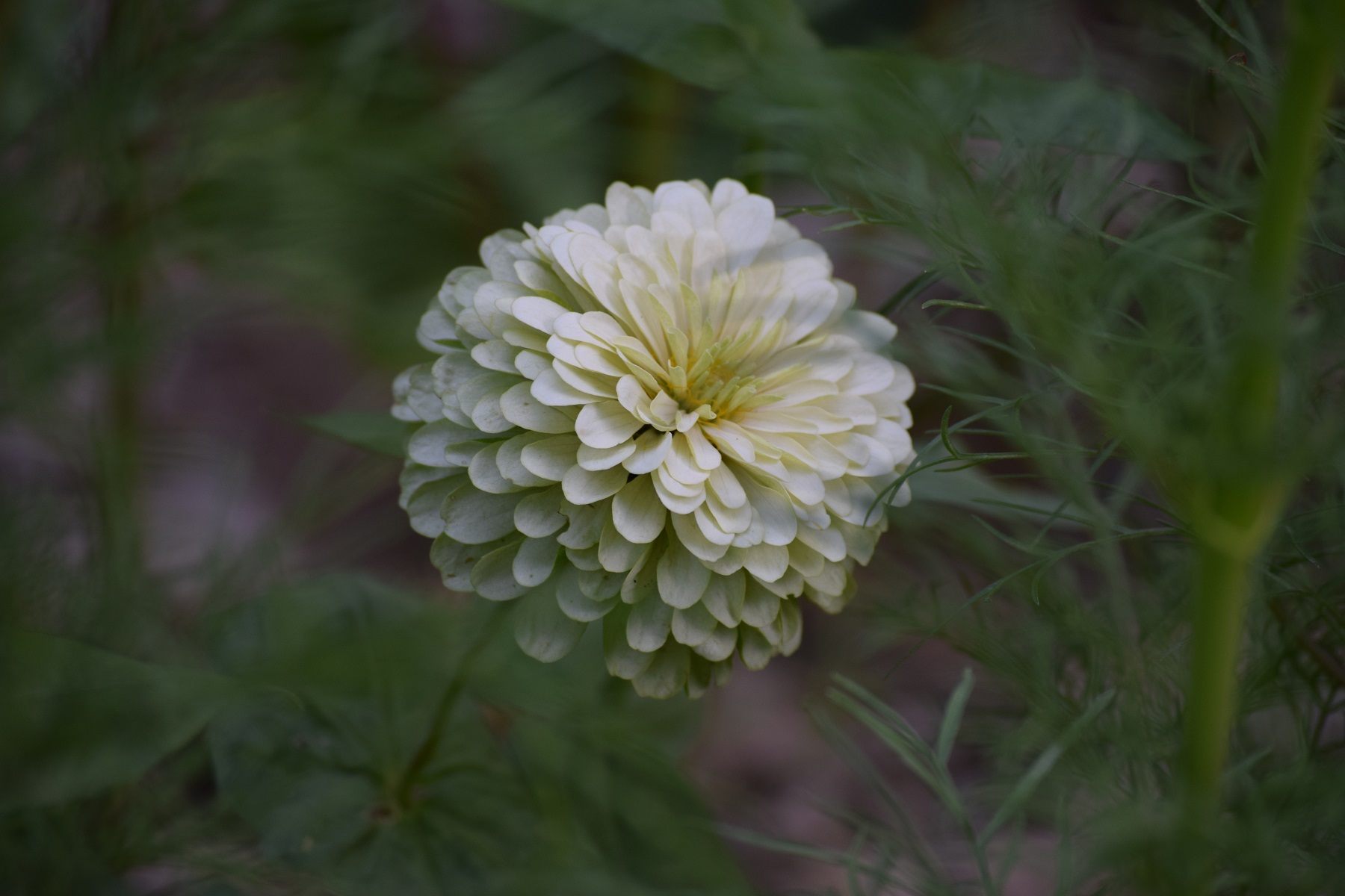 dsc_0567.JPG
