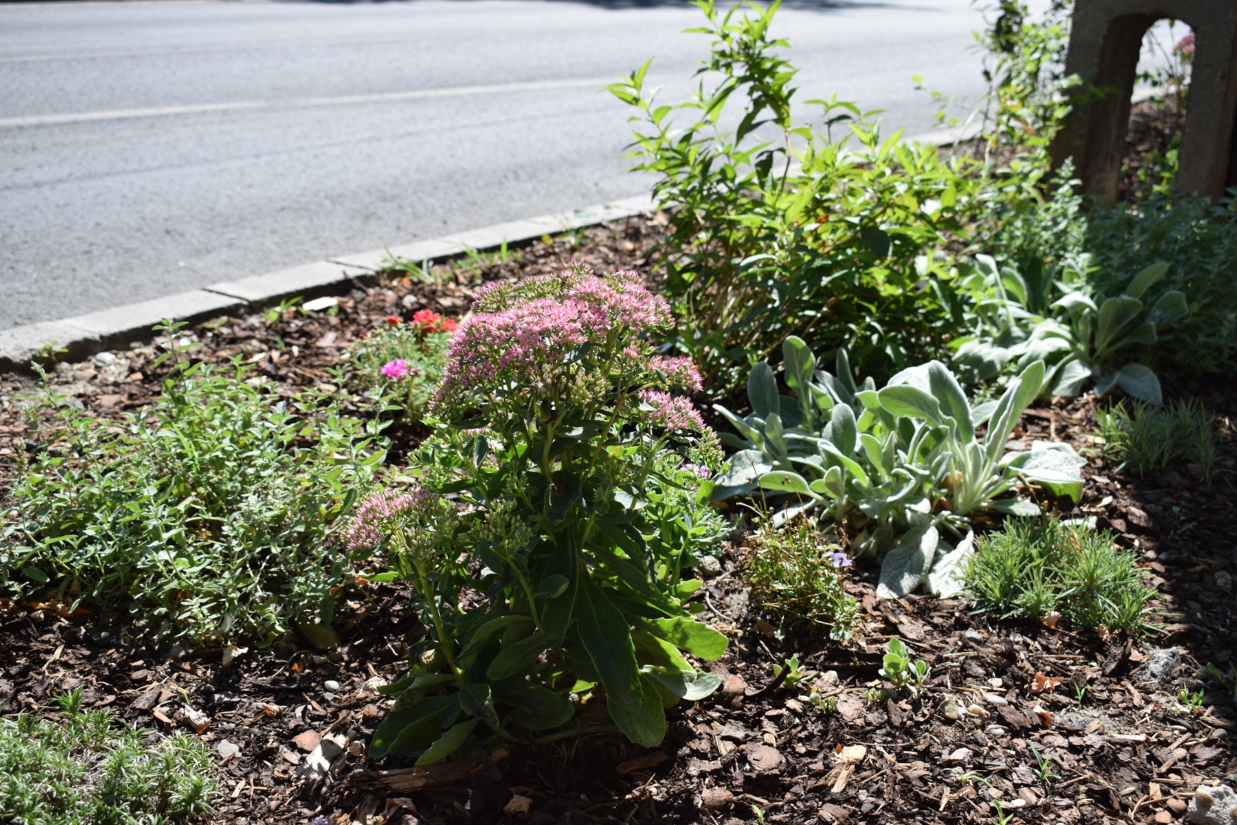 dsc_0591.JPG
