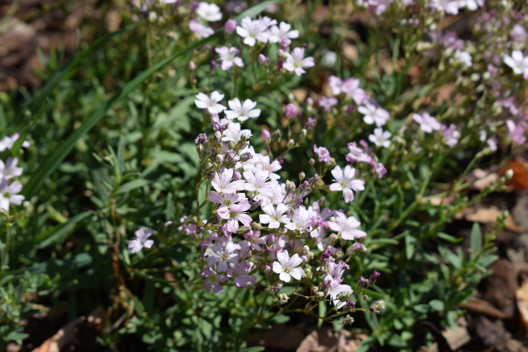 dsc_0604.JPG