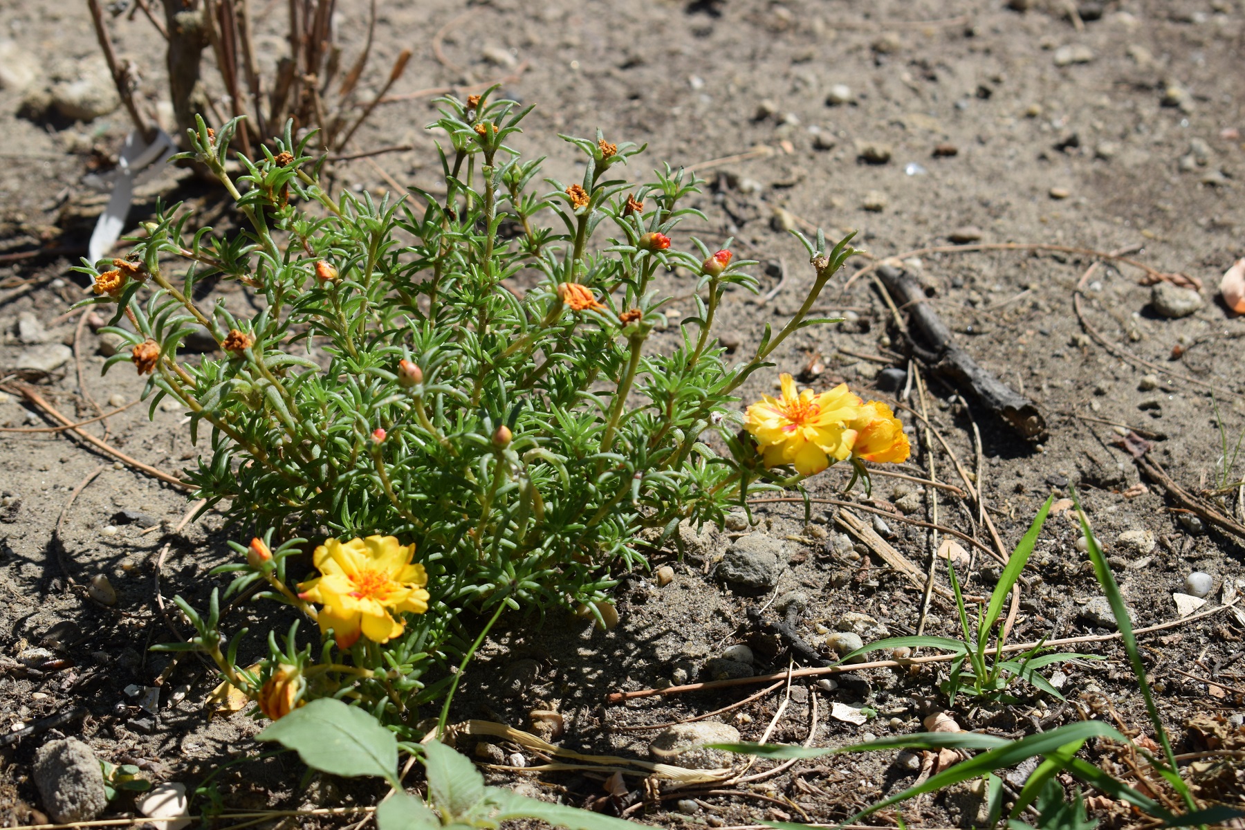 dsc_0608.JPG