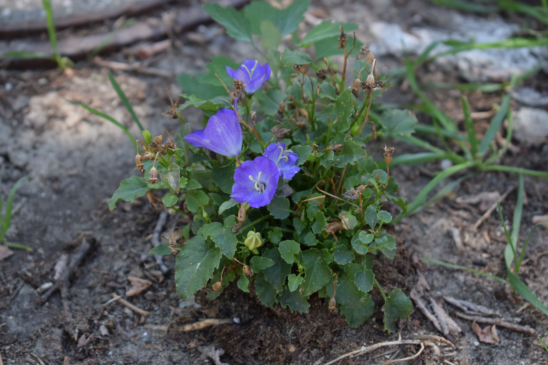 dsc_0609.JPG