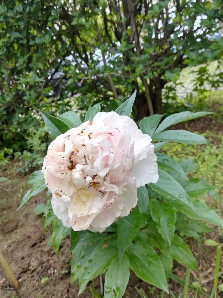 img_20190529_094111.jpg