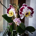 Az orchideák gondozása