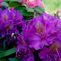 5 tipp a Rhododendron gondozásához