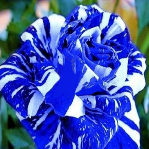 big-sales-blue-dragon-rose-seeds-rare-beautiful-stripe-rose-bush-plant-garden-and-yard-flower.jpg