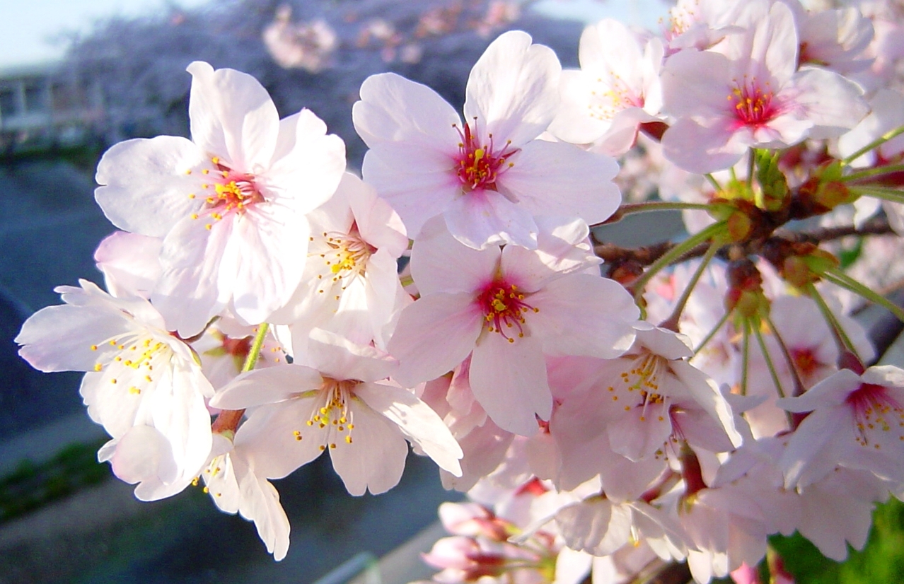 cherry-blossoms-japan-3-1552814-1278x825.jpg