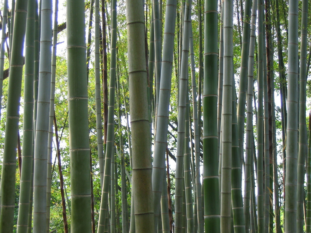 korakuen-bamboo-1536891-1280x960.jpg