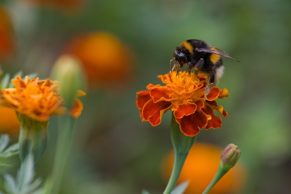 tagetes-patula-2.jpg