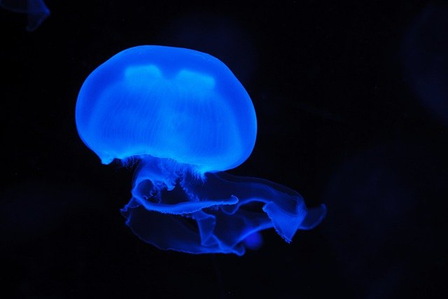 jellyfish-ga9059c725_640.jpg