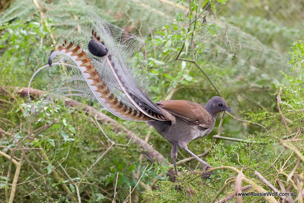 002lyrebird_1339054820.jpg