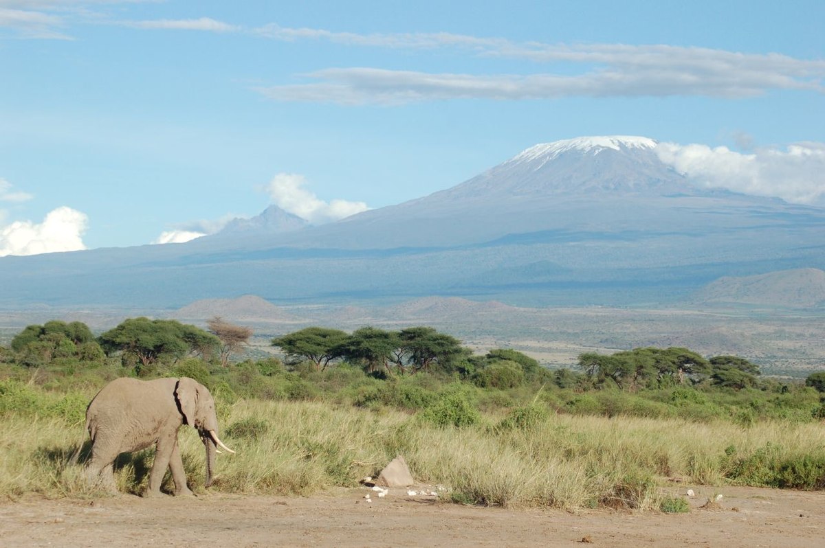 1200px-elephant_and_kilimanjaro.jpg