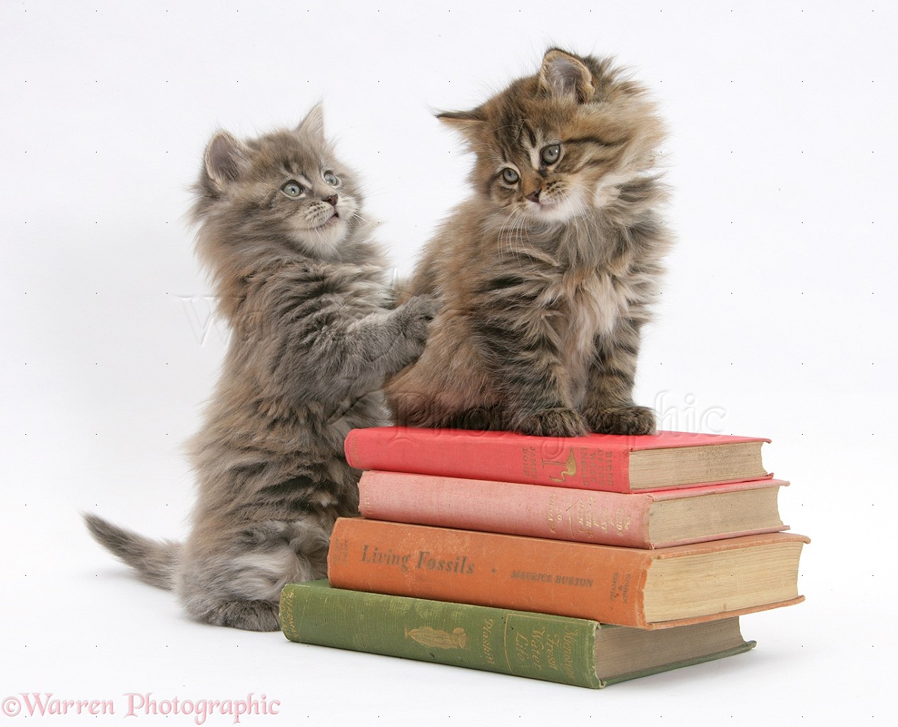 18529-maine-coon-kittens-playing-on-a-stack-of-books-white-background.jpg