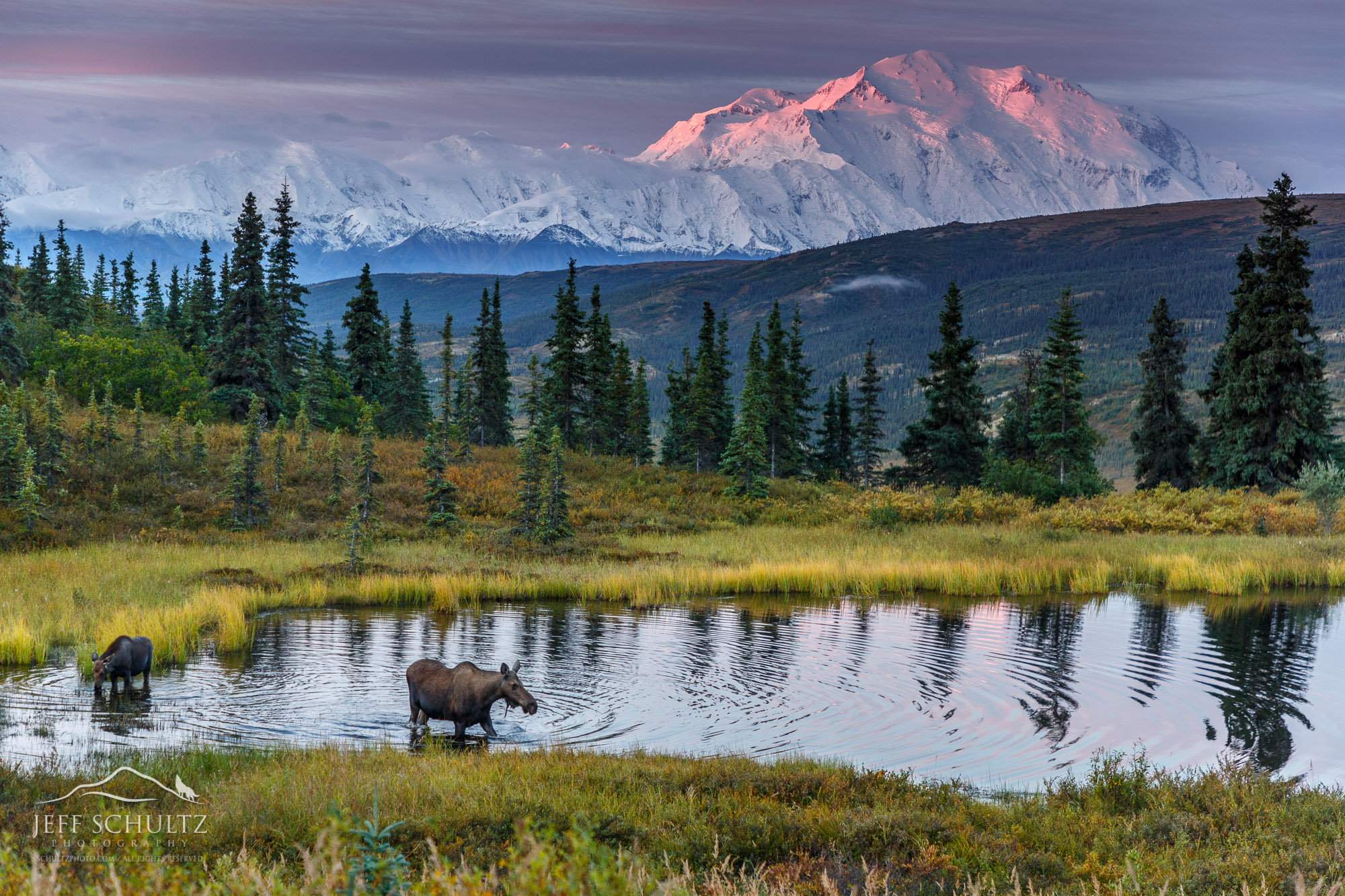 alaska-wildlife-photography-012-moose-in-pond-denali-national-park.jpg