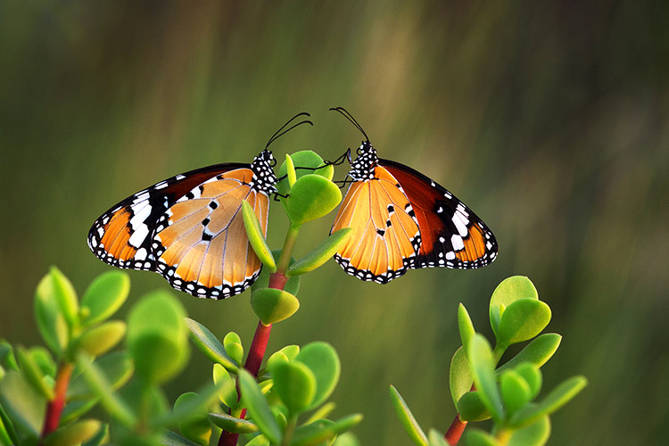 butterfly-art-1.jpg