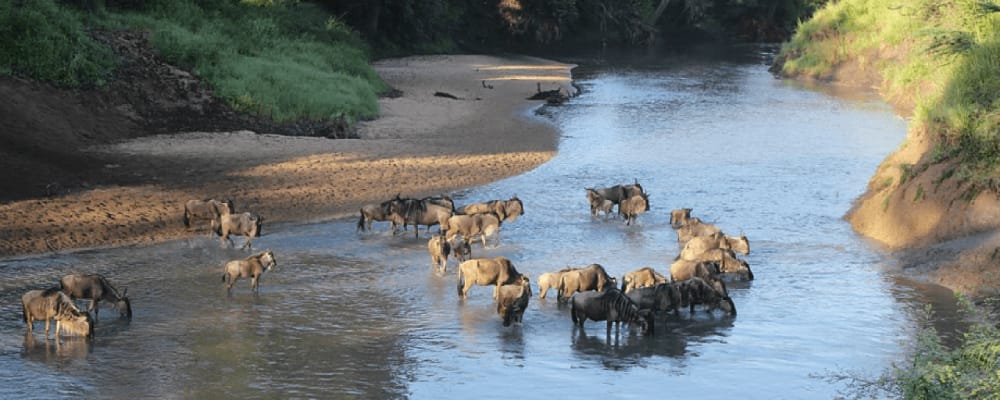 grumeti-river-crossing-great-migration-safari.jpg