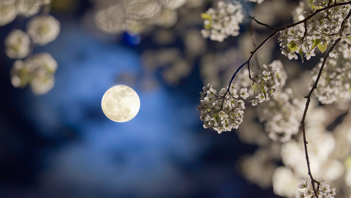 moon-pear-blossoms-garden-710x400.jpg