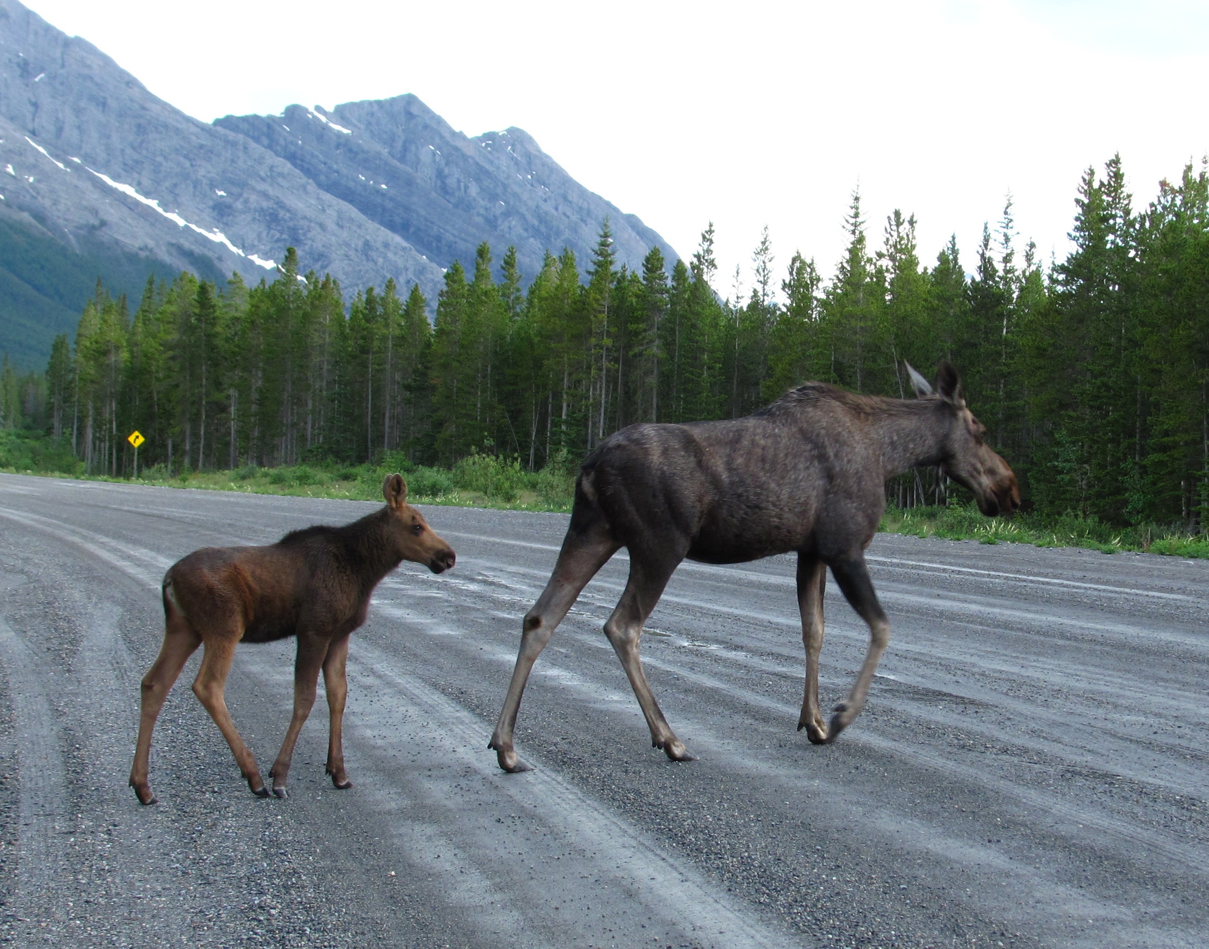 moose_mother_and_calf_on_road.jpg