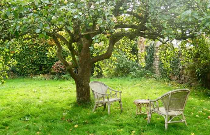 old-apple-tree-garden.jpg