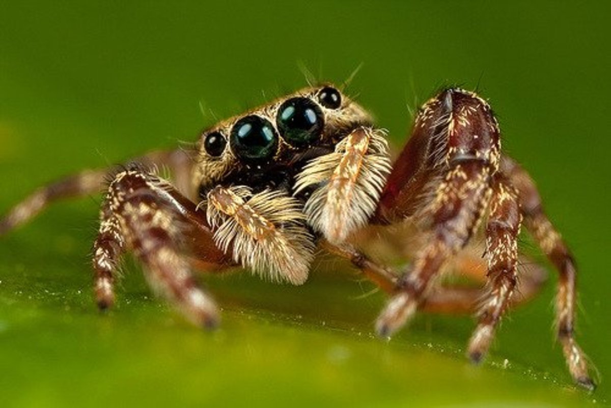 the-portia-spider.jpg