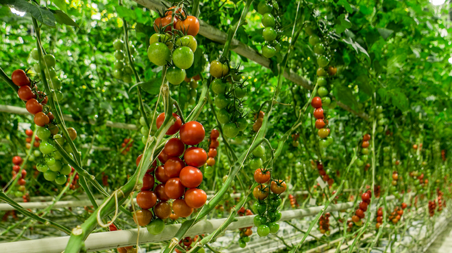Piccolo Club: Best Growers Conference