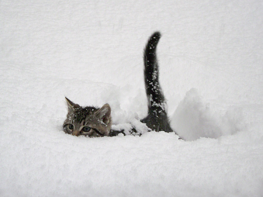 catsnow.jpg