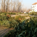 Haldokló, feleslegesen kivágott fák hullái rondítják Budapestet