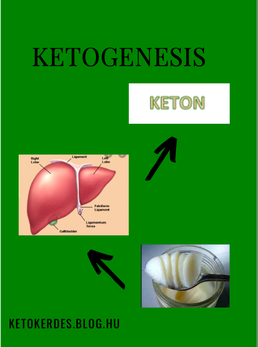 A Ketogen Dieta Biokemiaja Roviden Keto Kerdes