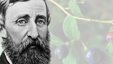 Áfonya és engedetlenség: 200 éve született Thoreau