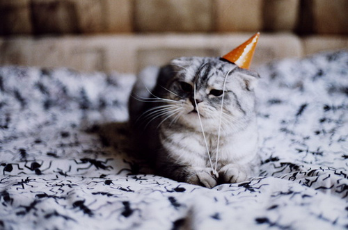 birthday cat.jpg