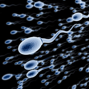 sperm.jpg