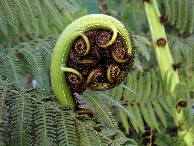 koru.jpg