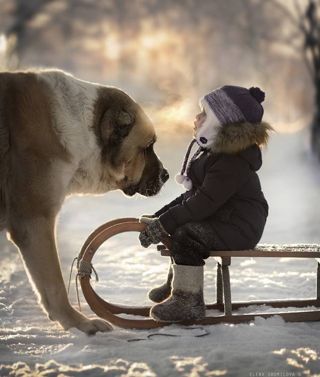 elena-shumilova-dog-boy-sled.jpg