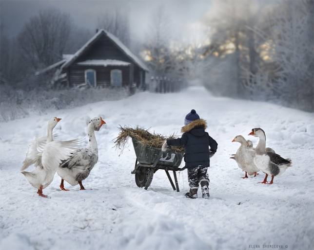elena-shumilova-snow-geese.jpg