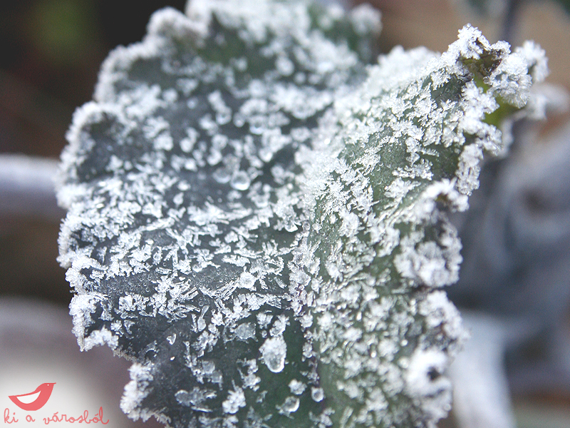 frost1.jpg