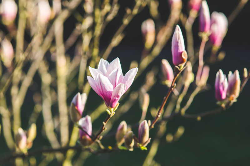 canva_blossoming_of_magnolia_flowers_in_spring_time-2.jpg