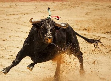 bull.jpg