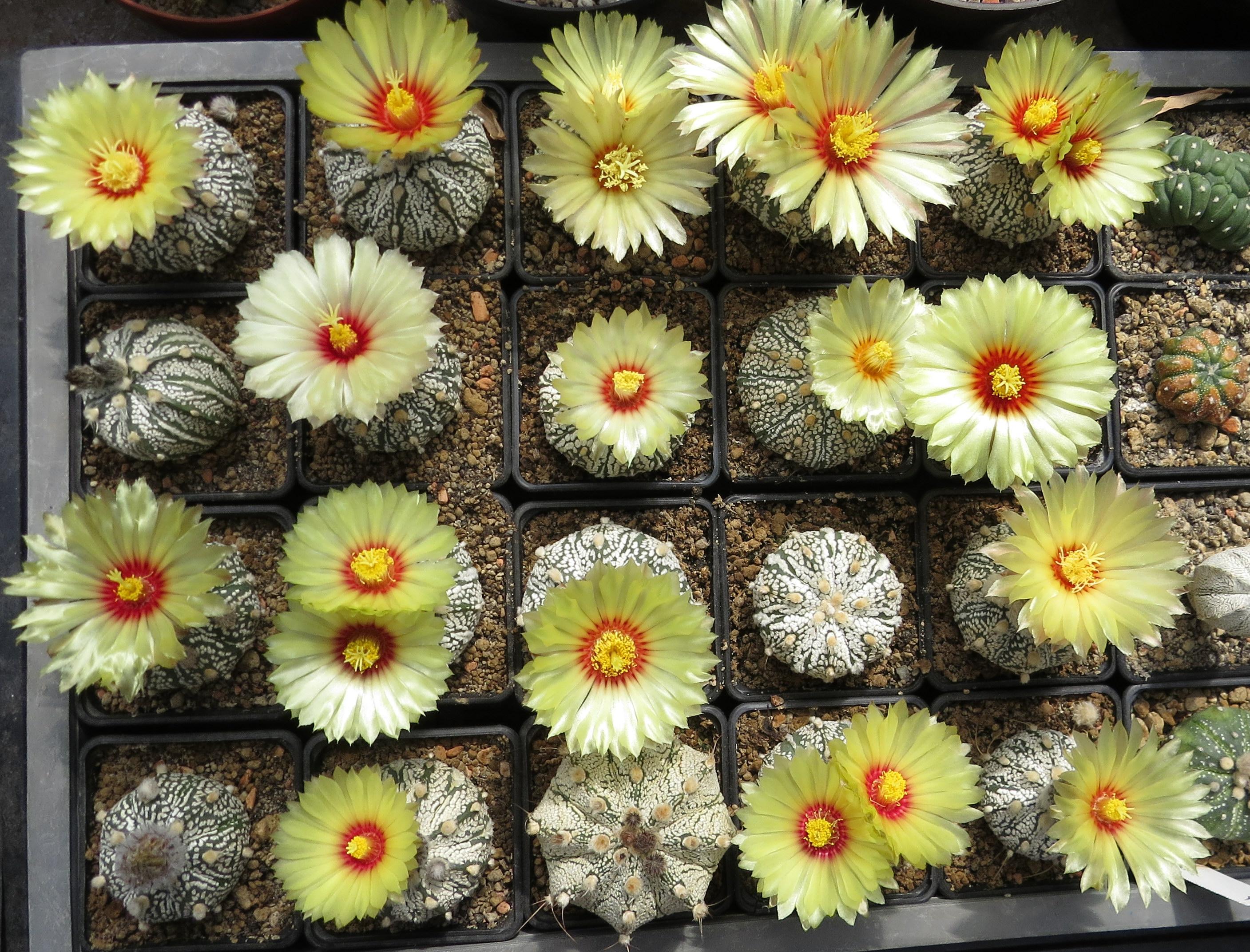 astrophytum-hibridek.jpg