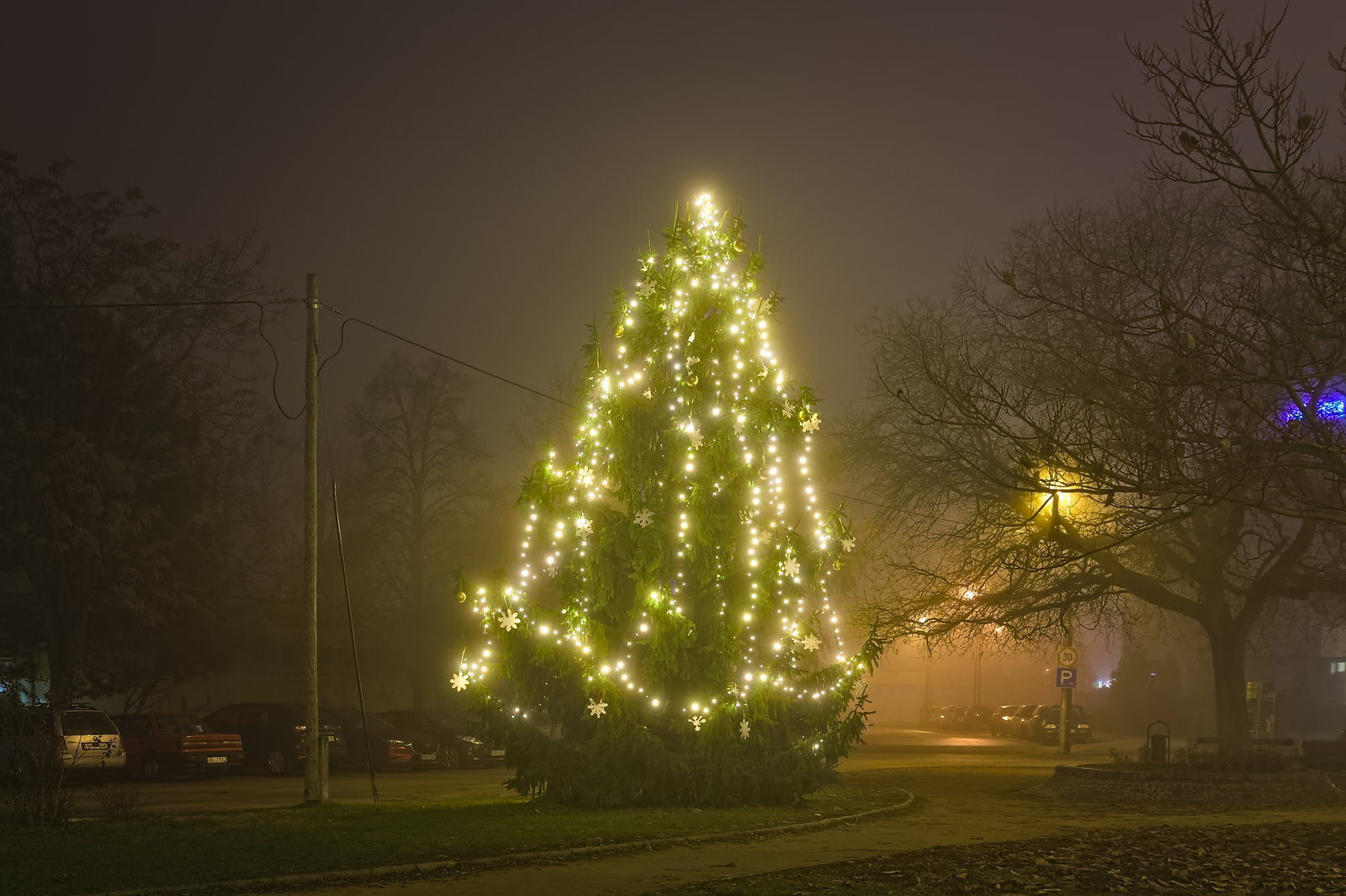 A Vasvári Pál általános iskola fája