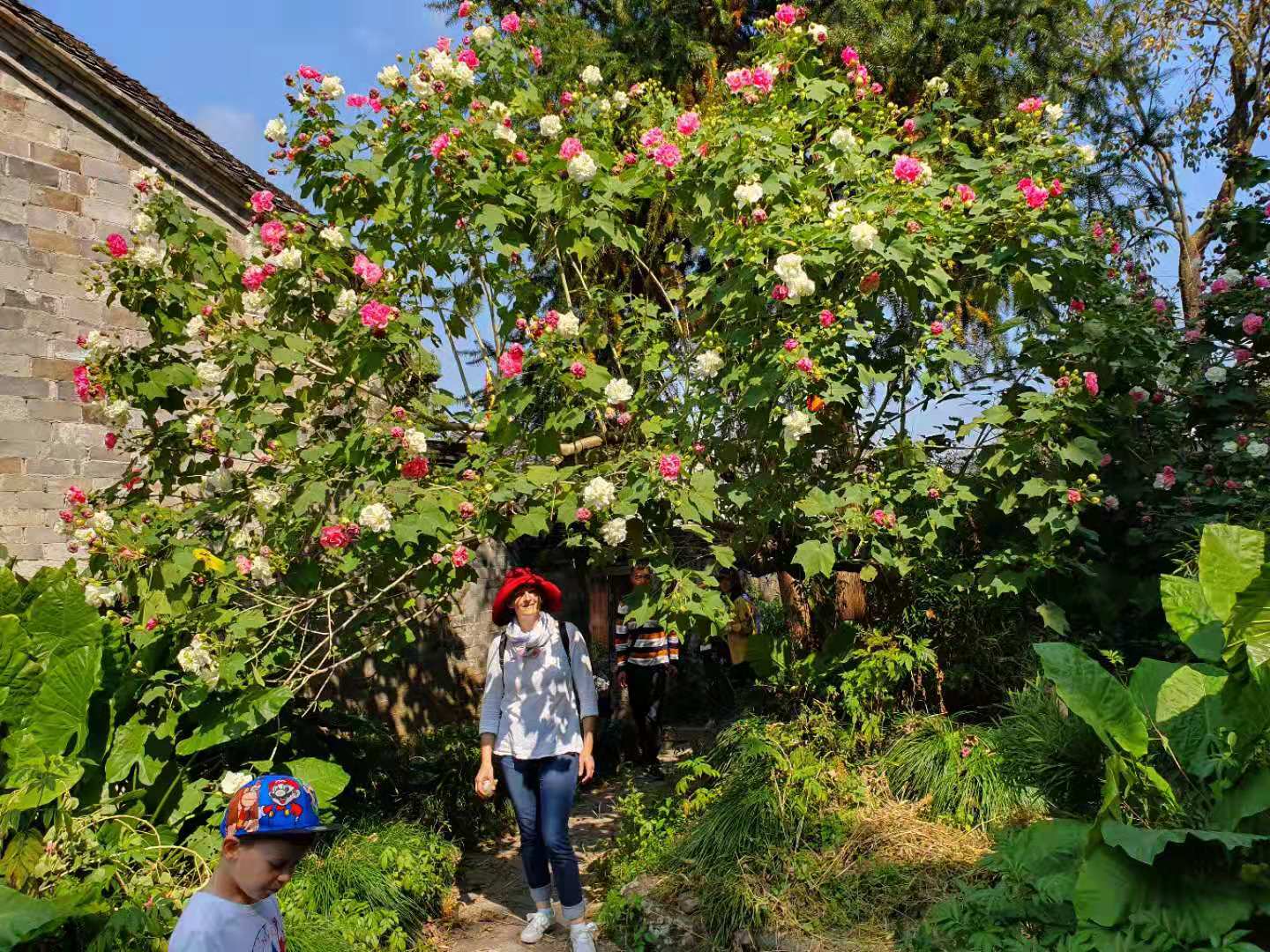 hibiszkusz.jpg