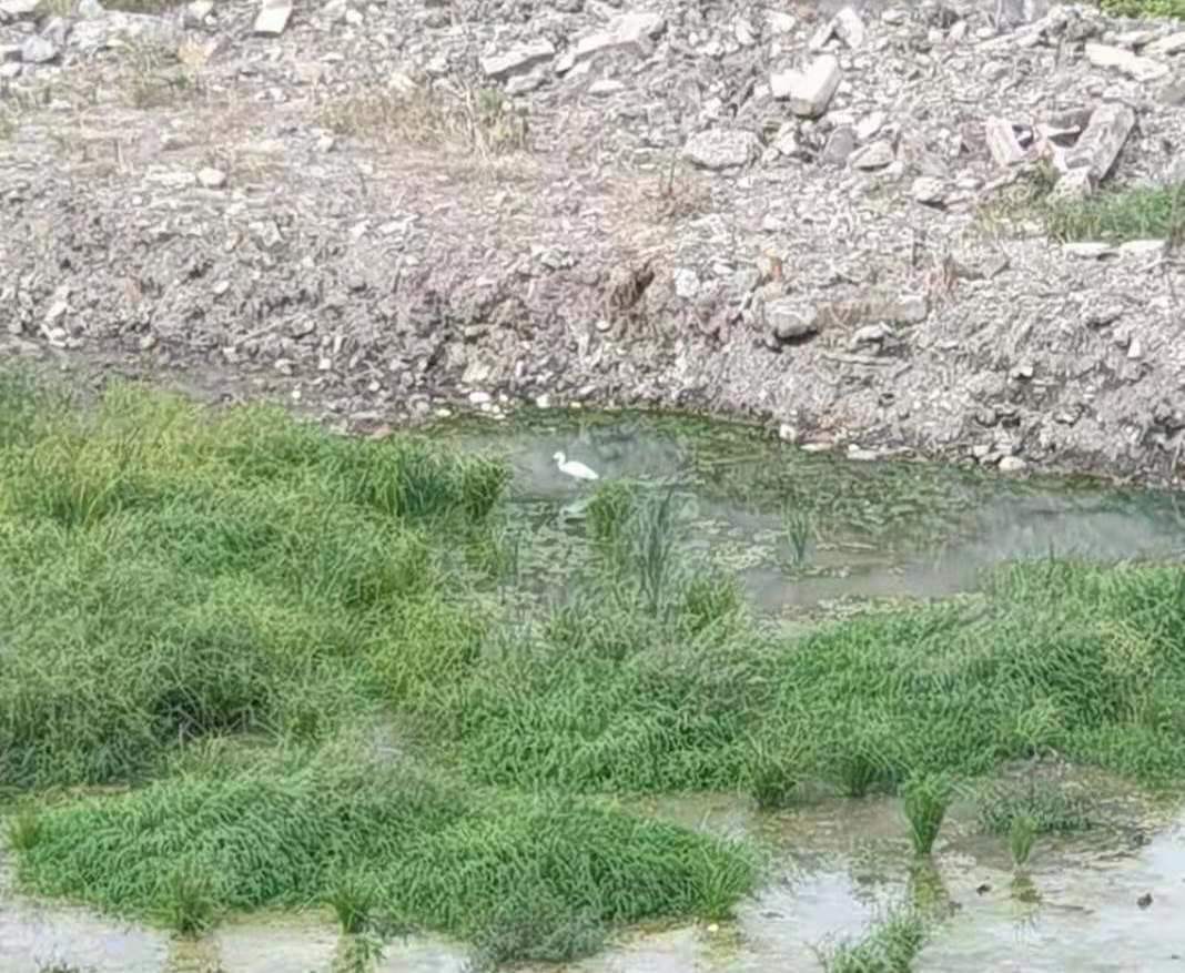kocsag2.jpg
