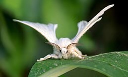 selyemhernyolepke.jpg