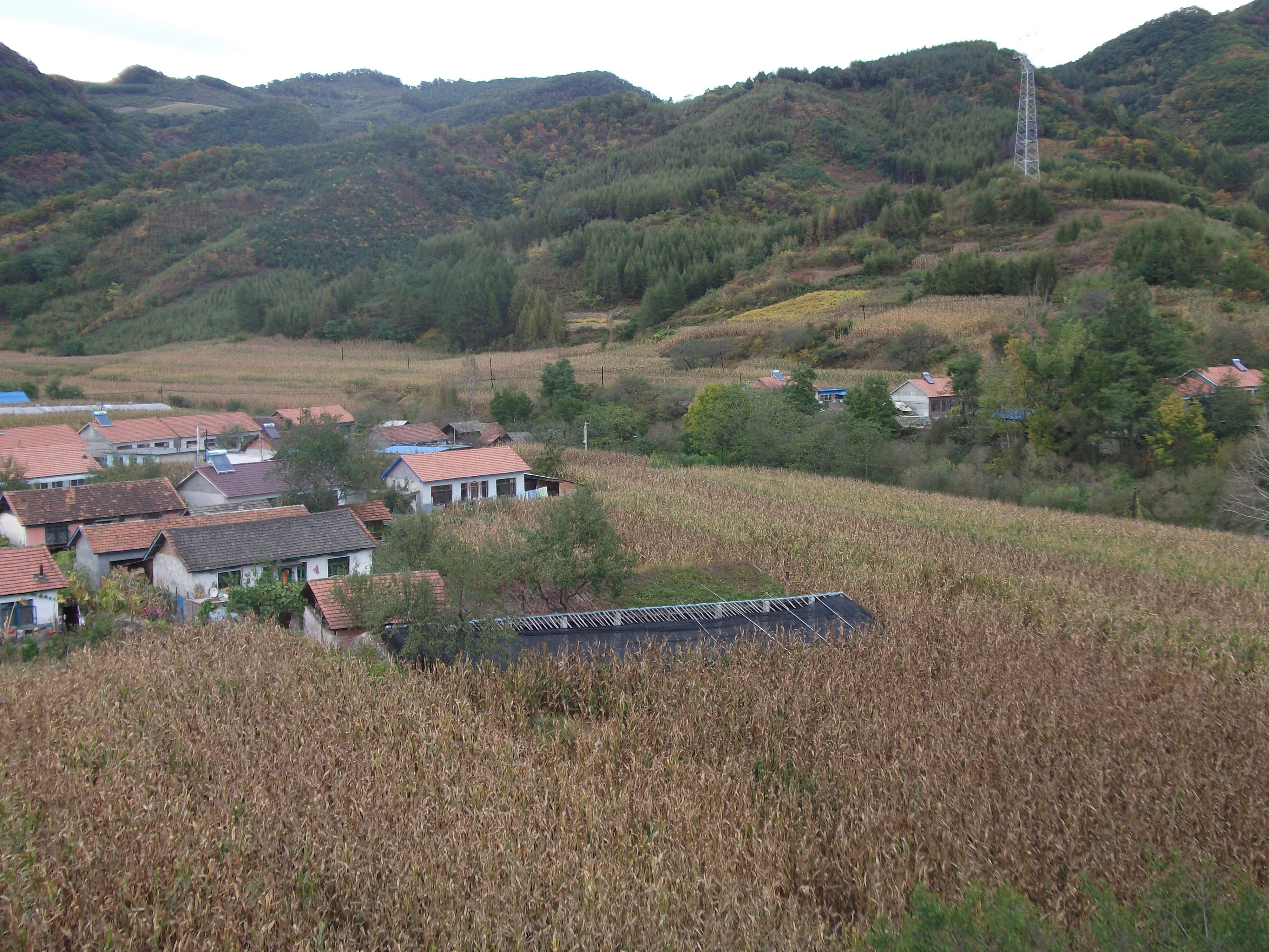 A falu (The village)