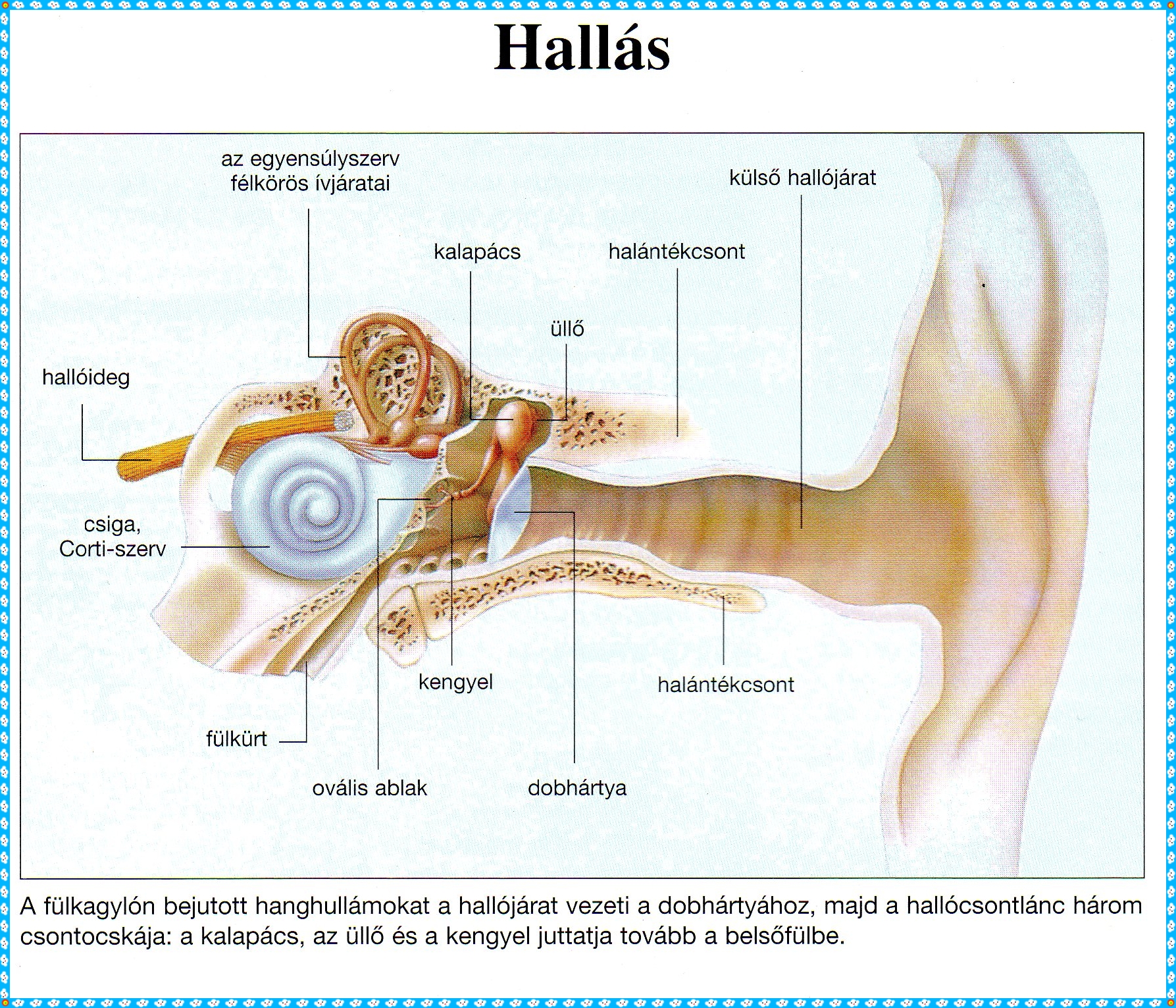 hallas_es_gyulladas_1_552800_76119.jpg