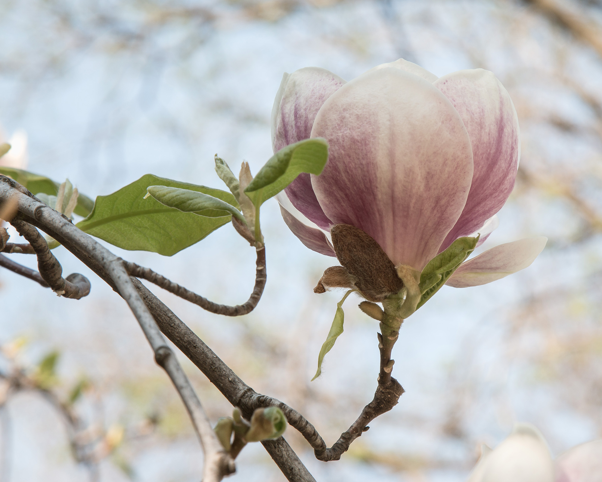 magnolie-blume-2000x1600.jpg