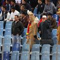 A hatóság erőfeszítései ellenére egyre több a gyanús elem Steaua meccseken