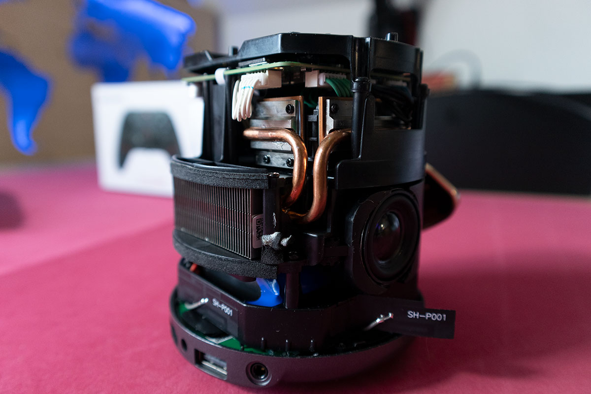 etoe-dolphin-13.jpg
