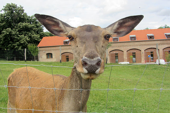 20130627-kaposvar-es-kornyeke-szarvas-boszenfai-szarvasfarm.jpg