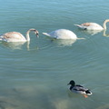 Téli Balaton - Balatonszemes